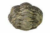 Bargain, Wide, Enrolled Morocops Trilobite - Morocco #157044-1